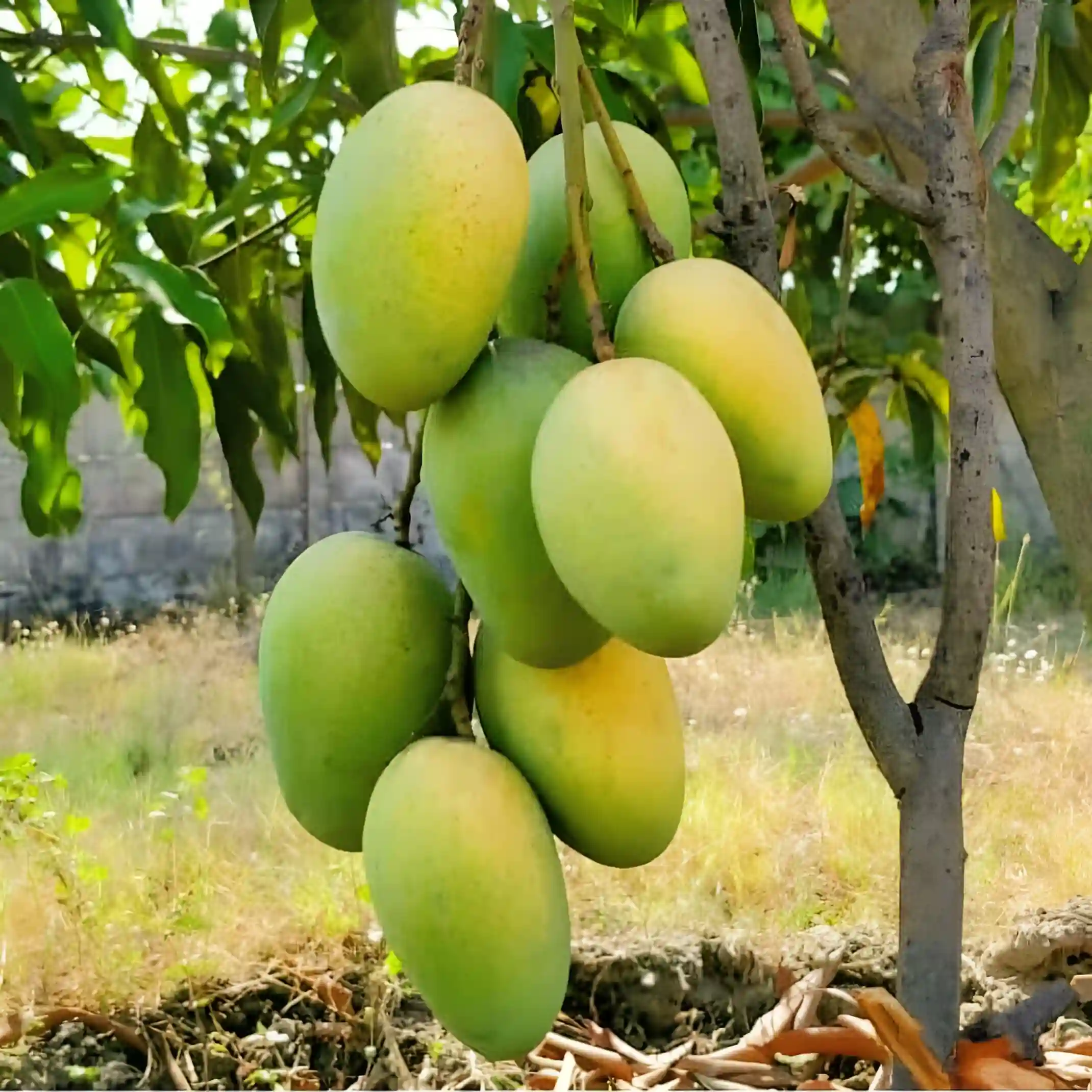 Dudhiya Malda Mango (દૂધિયા માલદા કેરી)